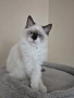 Ragdoll Paradise / Регдол котенца , снимка 3
