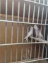 Млади папагали корели , снимка 5
