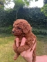 Пудел той/poodle toy, снимка 6