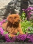 Пудел Той/Poodle Toy, снимка 2
