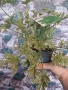 Вариегатно индреше., снимка 1