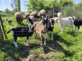 Женски ярета , снимка 2