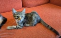 Супер котета британчета!!!, снимка 16