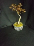 бонсай японски клен bonsai Acer palmatum , снимка 3