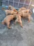 Жълтоалесто гонче , снимка 4