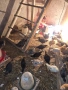 продавам селски пилета , снимка 1
