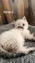 Британски котета , снимка 1