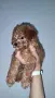 Той пудел Toy poodle, снимка 7