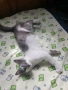 Перник Женска котка на година и половина търси дом , снимка 7