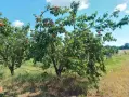Продавам кайсия за ракия , снимка 2