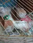 Гълъби Чирпански Жълти и Червени, снимка 4