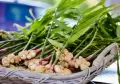 Джинджифил – разсад (Zingiber officinale), снимка 4