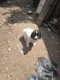 Каракачанска овчарка, снимка 2