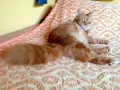Котката ТЪРСИ Риж, дългокосмест котарак за партньор 🐾 , снимка 5
