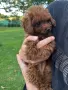 Пудел той / poodle toy, снимка 3