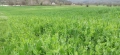 Продавам бали грах с овес, снимка 3