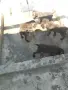 Дратхаар......., снимка 3