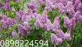 Люляк / Lilac, снимка 1