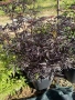Бъз Sambucus migration “Eva”, снимка 7