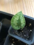 Scindapsus Mayari , снимка 2