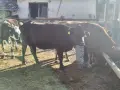 Продавам крави и телета , снимка 7