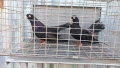Продавам гълъби Арапи , снимка 2