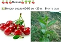 🍇🍒🍇Плодове - разсад 🍓🍎🍏🍋🍒🍇, снимка 7