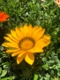 Летен гербер (Gerbera), снимка 3