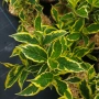Вейгела флорида Вариегата, Weigela florida Variegata , снимка 3
