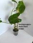 филодендрон , снимка 2