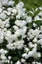 Филаделфус или още Булченски венец, Philadelphus Minnesota Snowflake, снимка 1