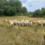 продават се 60 броя овце, снимка 4