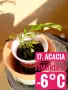 Продавам разсад от евкалипт и австралийска акация, снимка 15