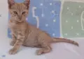 Подаряваме домашни, галъовни котета на 2месеца, снимка 2