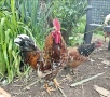 оплодени яйца от шведска цветна кокошка за люпене swedish flower hen, снимка 1