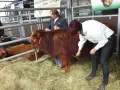 Продавам бикове порода хаиланд(шотландско високо планинско говедо), снимка 8