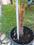 Палми Трахикарпус ! Trachycarpus palms, снимка 3