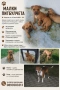 питбули с родословие , снимка 4