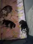 Две мъжки кученца хъски, снимка 2