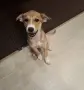 Две кученца търсят дом, снимка 3