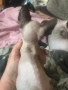 Канадски сфинкс котенце момиче, снимка 3