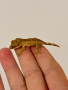 Ресничест гекон (Correlophus Ciliatus), снимка 6