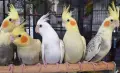 Папагали Корела Топ качество , снимка 10
