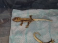 Ресничест бананояден гекон (Rhacodactylus ciliatus), снимка 10