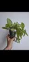 Еписция, episcia Silver sheen, снимка 5