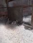 Кеклици на 6 месеца , снимка 3