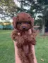 Пудел той / poodle toy, снимка 1