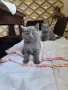 британска късокосместа , снимка 2