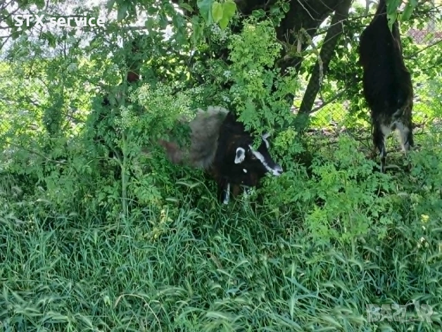 стадо млечни кози, снимка 6 - Кози - 54768320