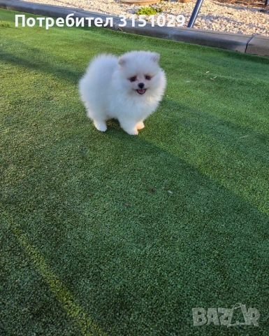 Померан мини шпиц, снимка 3 - Померан - 54204460